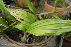 Acanthephippium bicolor